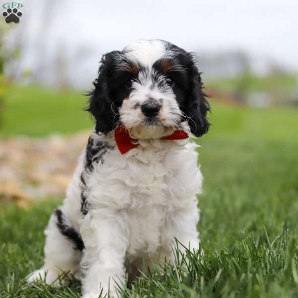 Max, Cavapoo Puppy